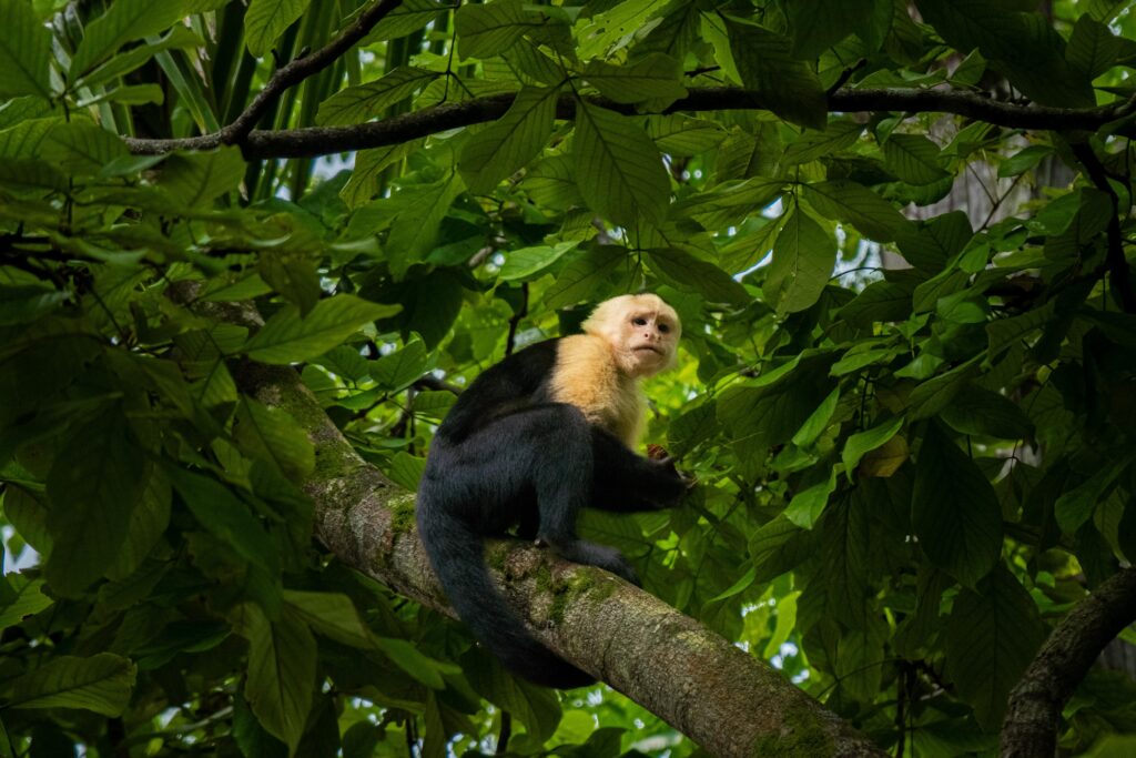 Imagen de WhatsApp 2024-10-25 a las 15.03.33_0e0b2c7f Monkey costa rica Osa Peninsula tour Osa Magic Adventure